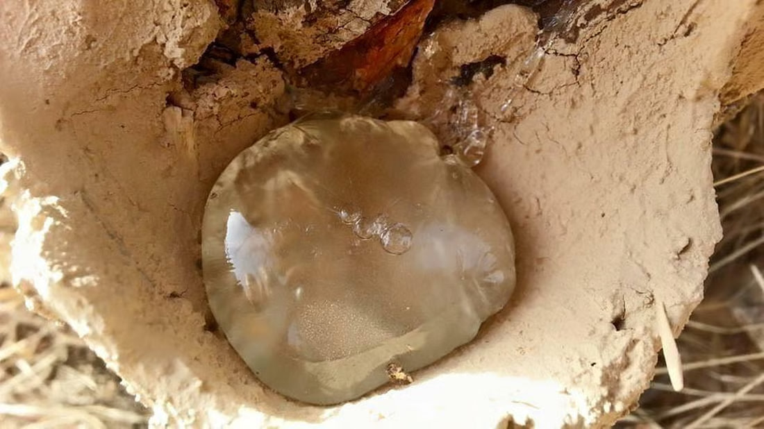 صور: من هذه الشجرة يستخرج القزوان والعلك المر.. أهالي قنديل يؤجّرون مزارع البطم