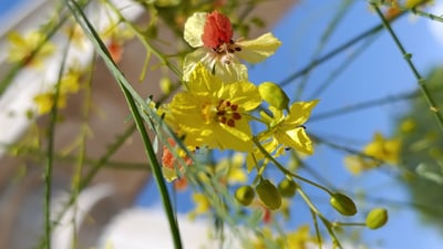 جۆره‌ دارێكی نوێ له‌ هه‌ولێر به‌رهه‌مهێندرا