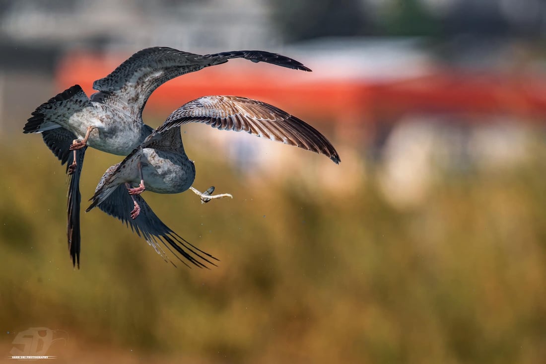 فۆتۆگرافه‌رێك دیمه‌نى شه‌ڕی نه‌وڕه‌سه‌كان له‌سه‌ر ماسی تۆمار ده‌كات