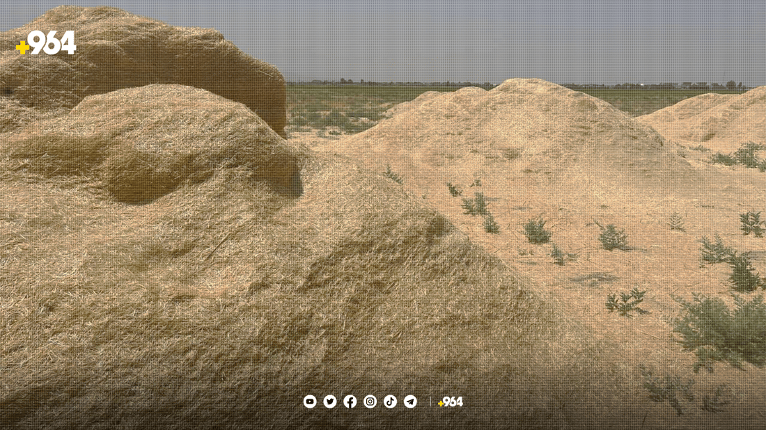 ئەمساڵ هەرزانی نرخی “کا” ئاژەڵی تێر کردووە