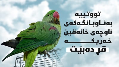 تووتییەکەی خانەقین خەریکە قڕی تێدەکەوێت