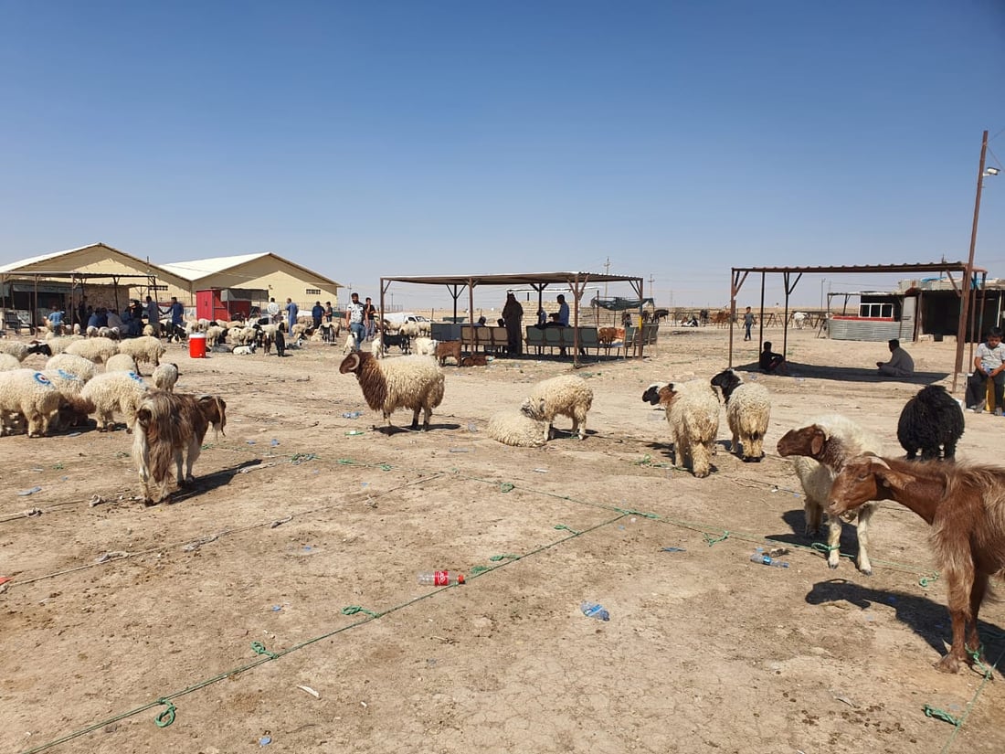 مقارنة بين أعداد المواشي في تلعفر خلال 3 سنوات: 11 حصاناً وبعير واحد! (صور)