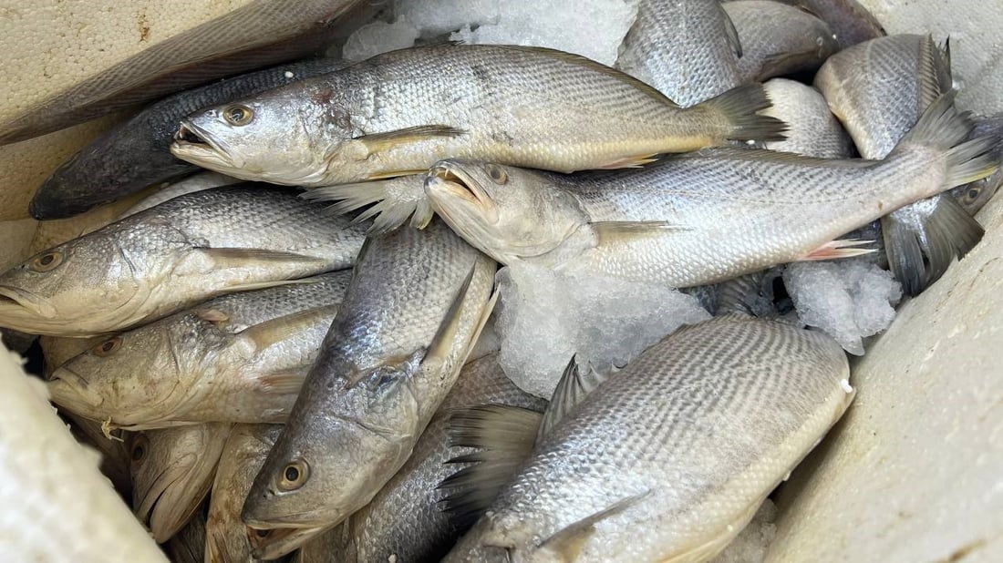 أسماك النهر والبحر متوفرة في الأعظمية.. أسعار 20 صنفاً من محل القبطان (صور)