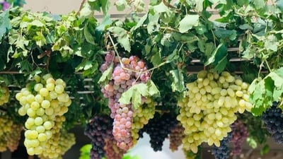 عنب دهوك صار أكثر.. 60 ألف طن و125 نوعاً هذا العام