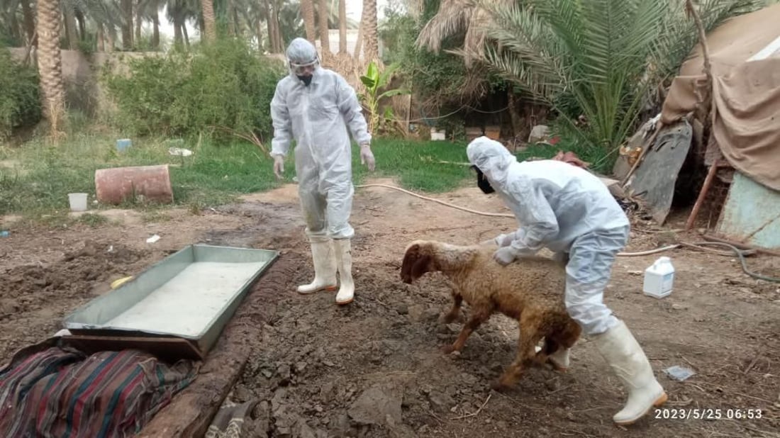 صور: الصليب الأحمر يغطس أبقار وأغنام بابل في أحواض التعقيم.. المدينة مازالت صامدة