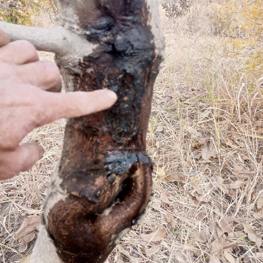 دارگوێزەکانی باڵەکایەتی دەستیان کردووە بە گریان