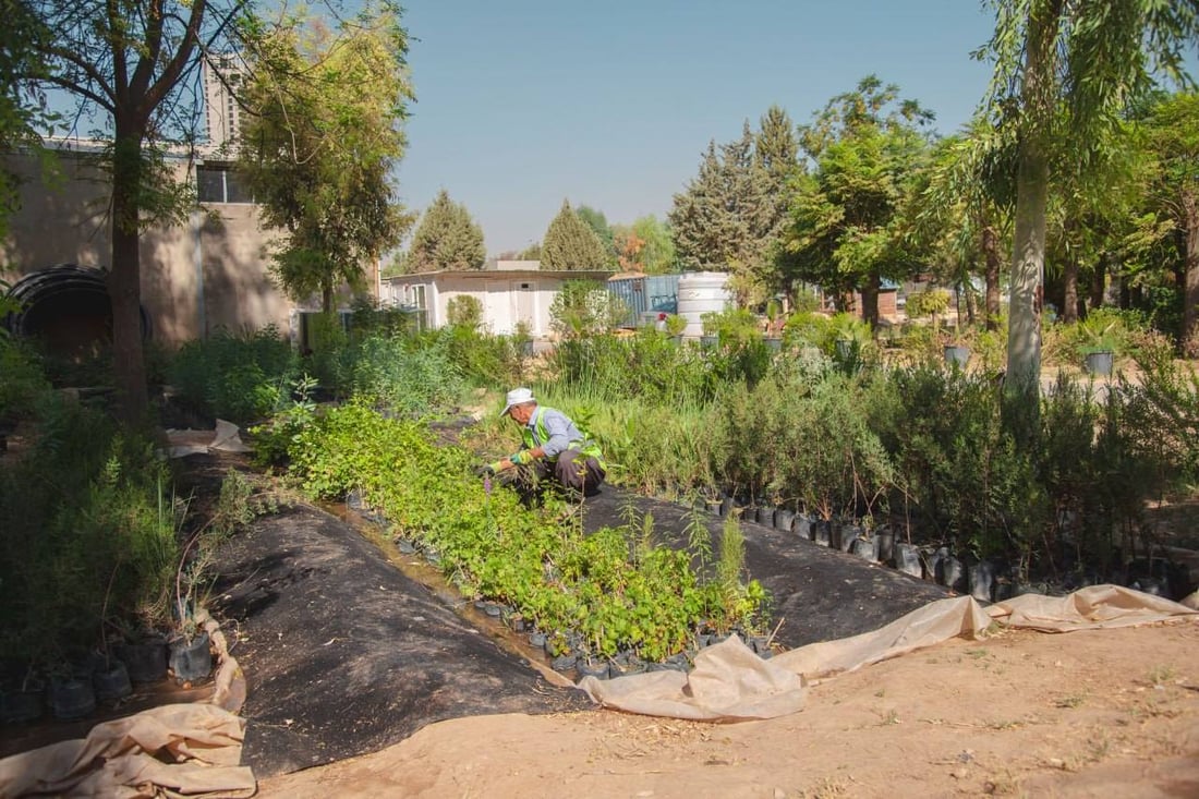 112 هەزار نەمام ئامادەن بۆ باخچەکانی هەولێر 