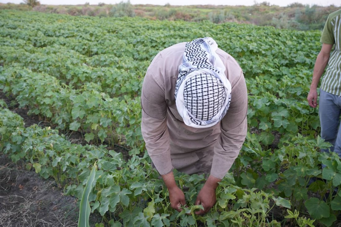 فيديو: لديكم باميا حتى رأس السنة.. بساتين البصرة بدأت مع نجم سهيل