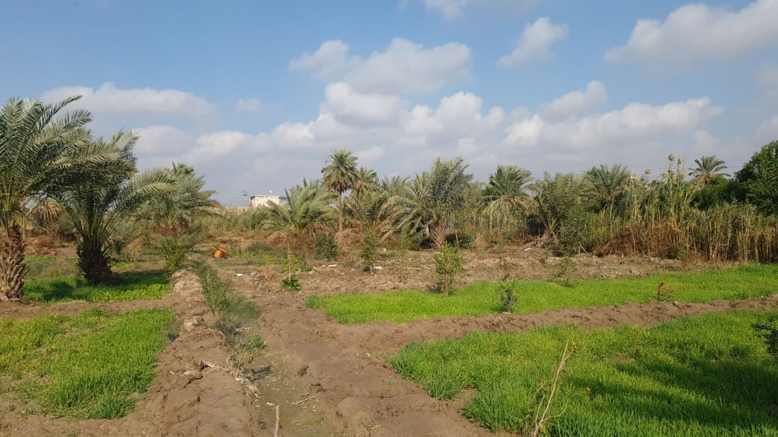 البصرة: أسعار الأراضي الزراعية في “الهارثة” تحلّق.. وتتجاوز تركيا! (صور)