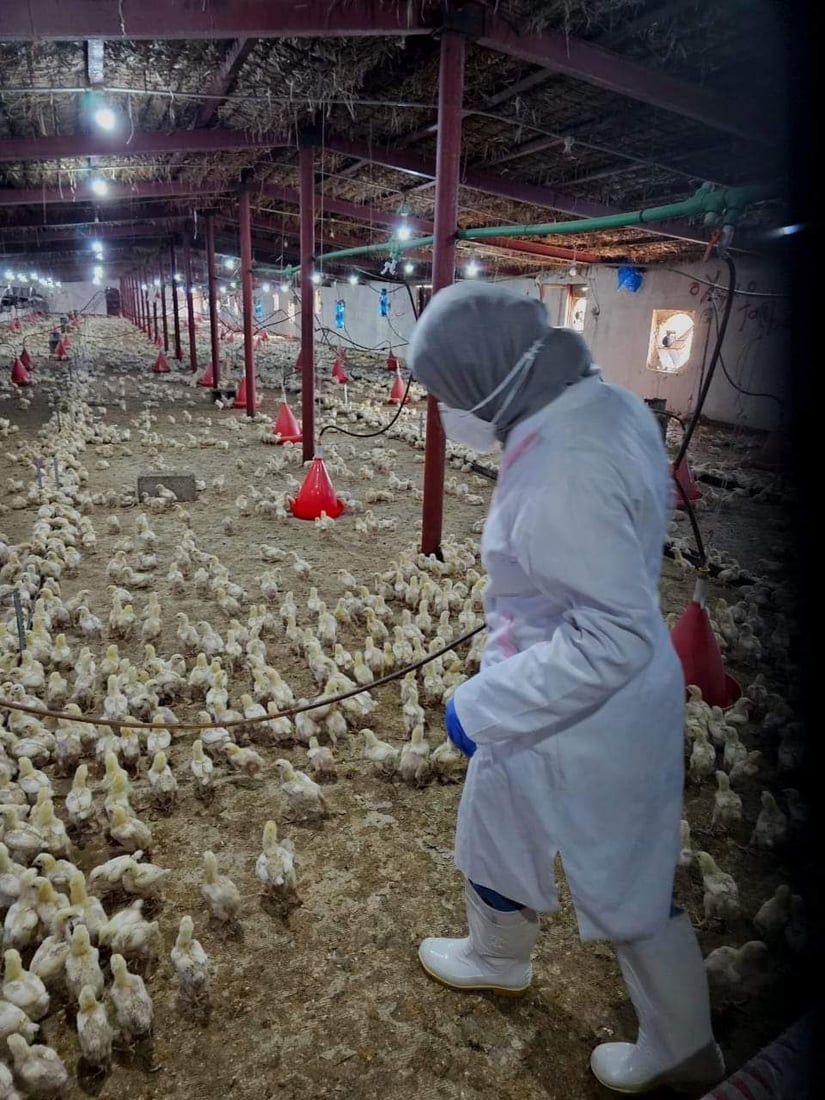 پەلەوەر و باڵندەکانی دوزخورماتوو دەکوترێن