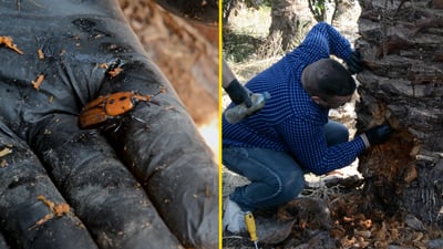 Red palm weevil infestation devastates date palm orchards in Salah Al-Din