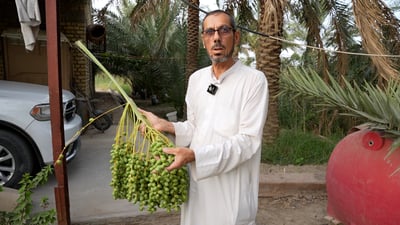 فيديو: أعراس النخيل بدأت من البصرة والصواعيد تفرغوا لعذوق الچمري