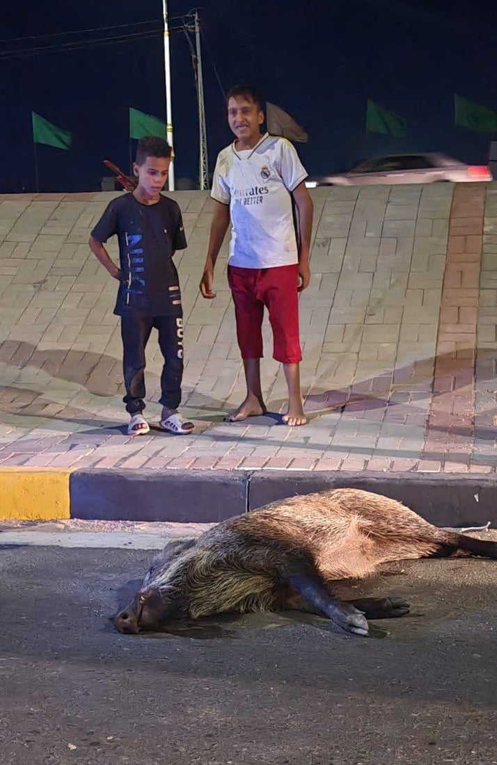 فيديو: خنازير جائعة تمشي في التقاطعات وتدهسها السيارات في السماوة