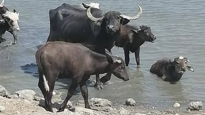 صور مؤلمة من البصرة: مسؤول محلي يحذر من “كارثة” بيئية في الأهوار الوسطى