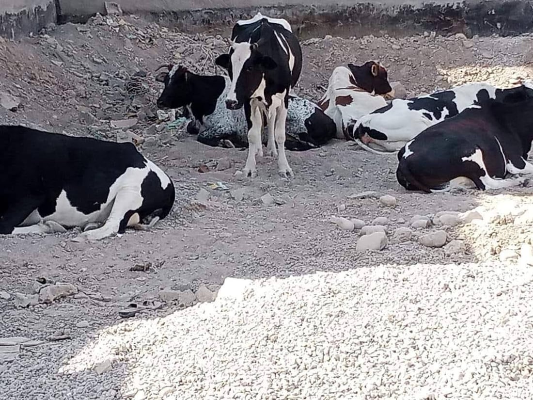 الخالص: أهالي “الزهراء” لا يتحملون أبقار “كشكين”.. تعبث بالنفايات وتخرب الحدائق