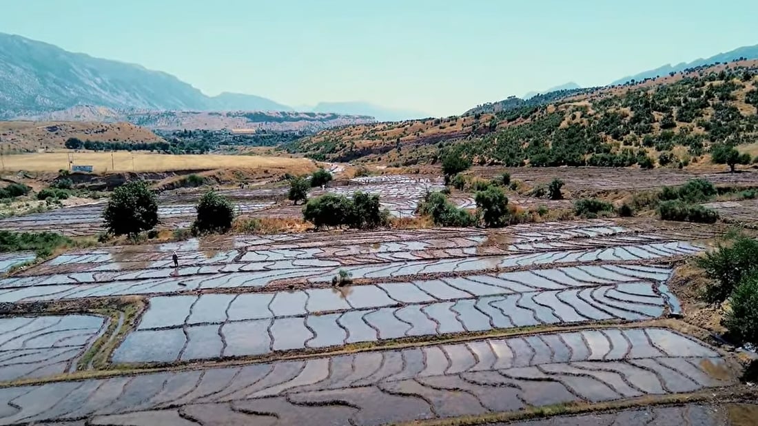 بەرهەمى ساڵانەى برنج 25 هەزار تۆنە
