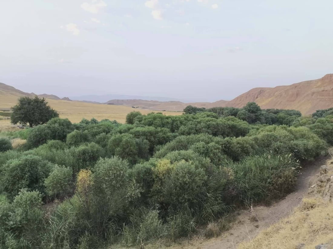 پاشماوه‌ى داره‌ ته‌مه‌ن 60 ساڵییه‌كه‌ى چه‌می ئاوه‌سپی دۆزرایه‌وه‌ كه‌ لافاى هه‌ڵیته‌كاندبوو
