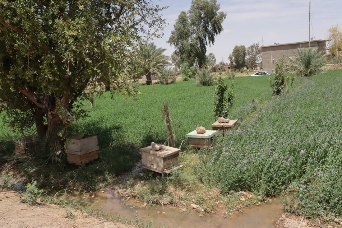 عسل البغدادي في ذروة الموسم.. 5 أصناف طبيعية يفضلها المرضى وكبار السن (صور)