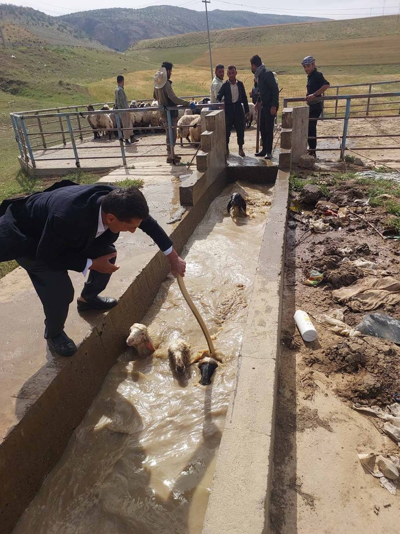 وەزارەتی کشتوکاڵ هەڵمەتێکی بۆ پشکنینی شوێنی بەخێوکردنی ئاژەڵ دەستپێکرد