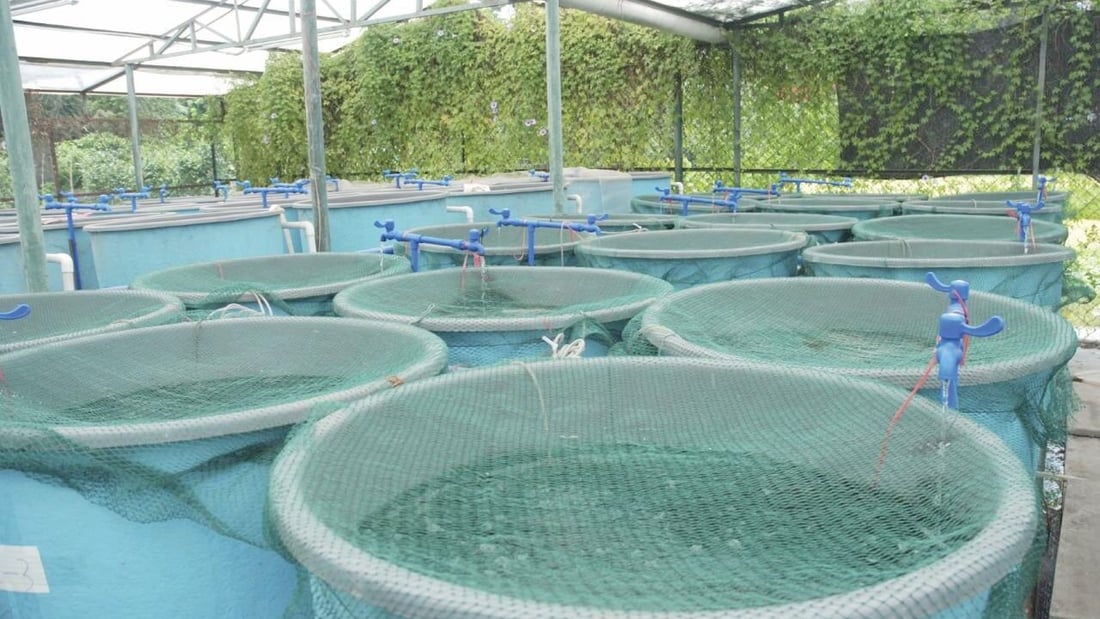 النجف تدعو مربي الأسماك للتحول نحو النظام المغلق.. تدوير المياه بسبب الشح