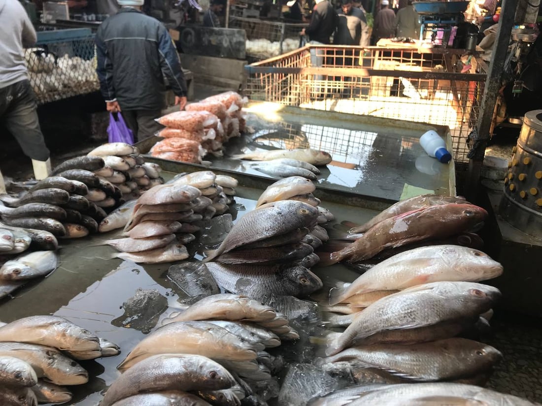 بحري النقعة ونهري البصرة القديمة.. الأسماك أغلى اليوم في سوق الزبير (صور)