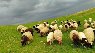 له‌ سنوورى ناحیه‌ى شوان پیشه‌ى ئاژه‌ڵدارى رووى له‌ كه‌مى كردووه‌