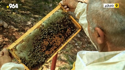 بۆ ئەوەی شەکر نەخۆن هەنگەکانی بردووە بۆ شاخ