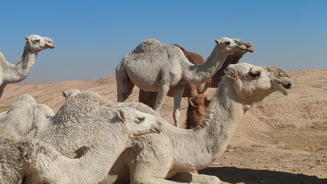 فيديو: البعران البيضاء الجميلة سرقت الأضواء في كركوك “وألبانها شفاء”