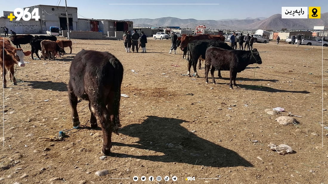 خواست لەسەر ئاژەڵی ناوخۆیی زیادی کردووە