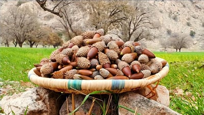 هەینی داهاتوو هەڵمەتێکی دیکەی چاندنی زاگرۆسانە لە هەرێم بەڕێوەدەچێت