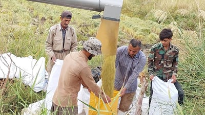 برنجەکەی دهۆک ئەمساڵ بە بەرەکەتە