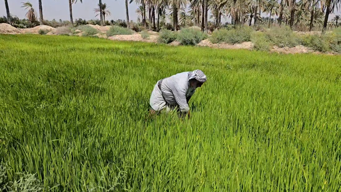 زراعة النجف تنفي حظر زراعة الشلب: ليس من صلاحياتنا