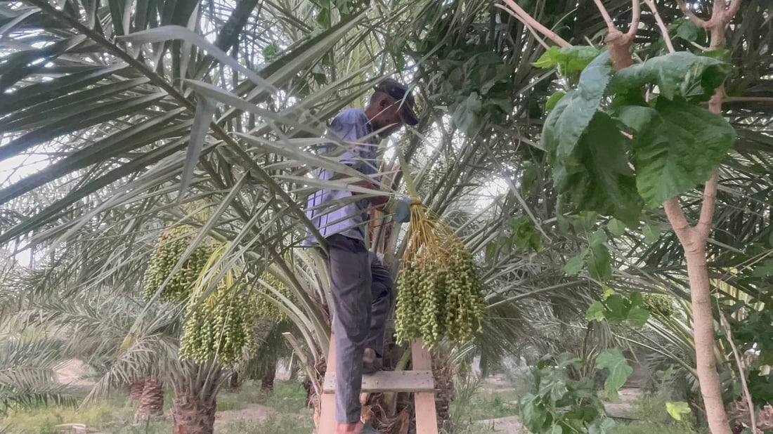فيديو من بساتين البرحي.. البصرة تبدأ “دلاوة العذوق” والعراق ينتظر أشهى التمور
