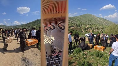 له‌ گوندى خه‌مزه‌ 60 كه‌و ئازادى ناو سروشت كرانه‌وه‌