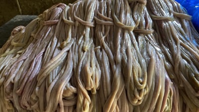 صور: العراق يصدر أمعاء المواشي إلى تركيا.. التنظيف في الناصرية والتسويق مصلاوي