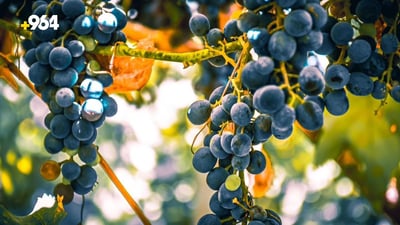 الفرنسي لا يذبل في الحر.. العنب الأسود يتصدر مبيعات القائم والبيع بالجملة (صور)