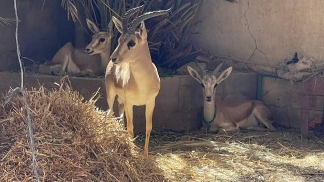 مندلي: تربية غزال الريم.. مهنة مربحة زبائنها المطاعم ومزارع الأثرياء (صور)