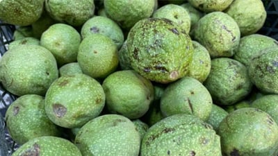Turkey-PKK clashes hit agricultural output in Duhok