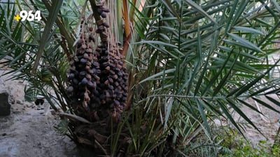 صور: تأخر الشرجي في البصرة يحرق عذوق البريم والخضراوي لكن البرحي صامد