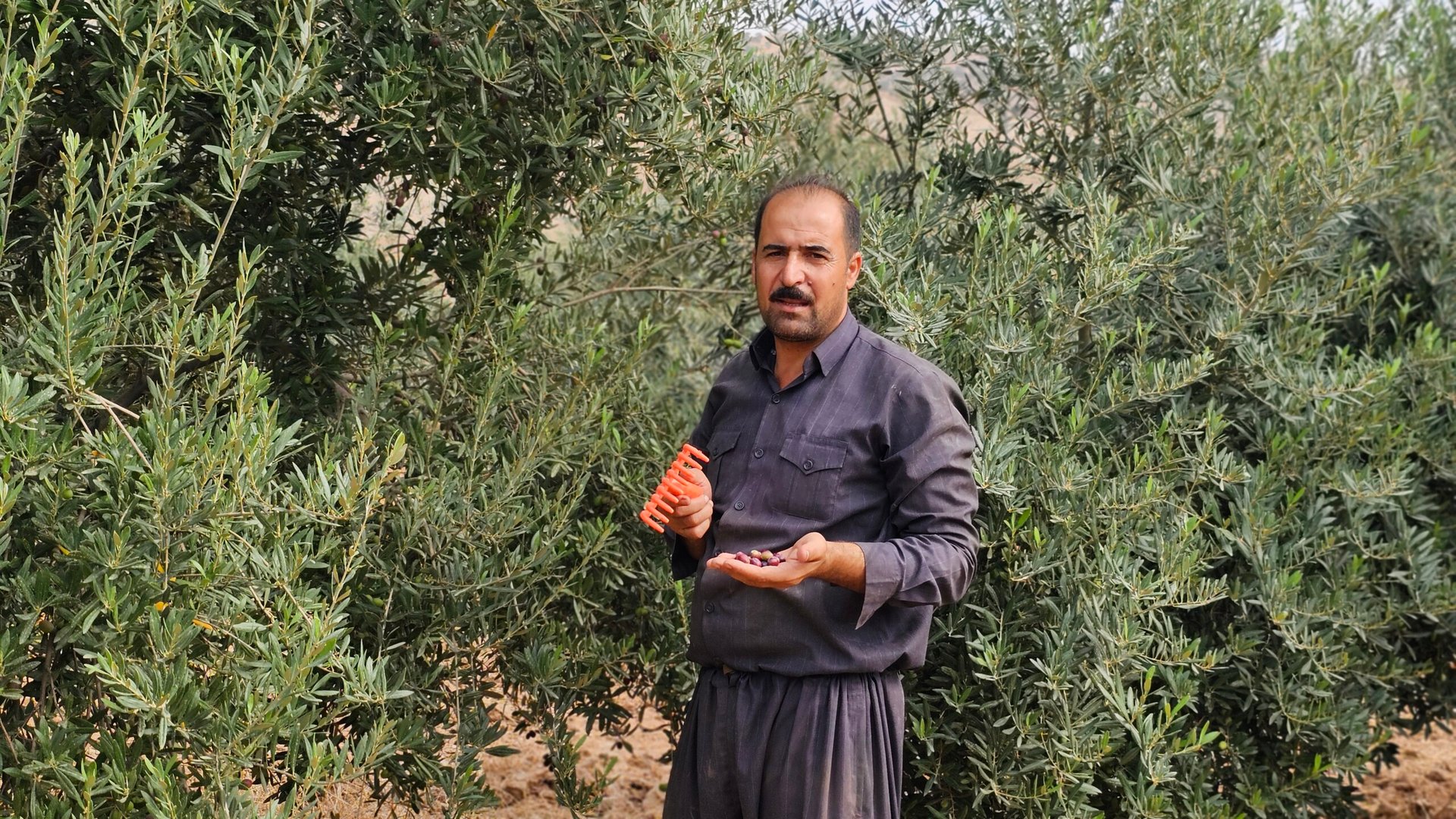 زيتون إسبانيا أصبح في كويسنجق.. يُثمر بعد 3 سنوات وينتج 15 كيلوغراماً من الزيت