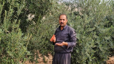 زيتون إسبانيا أصبح في كويسنجق.. يُثمر بعد 3 سنوات وينتج 15 كيلوغراماً من الزيت