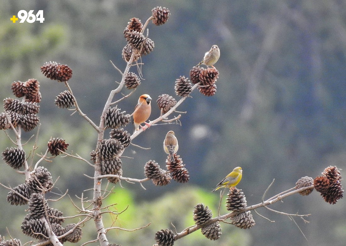 باڵنده‌ كۆچه‌رییه‌كان لە هه‌رێمی كوردستانه‌وه‌ ده‌چنه‌ ناوچه‌ سارده‌كان
