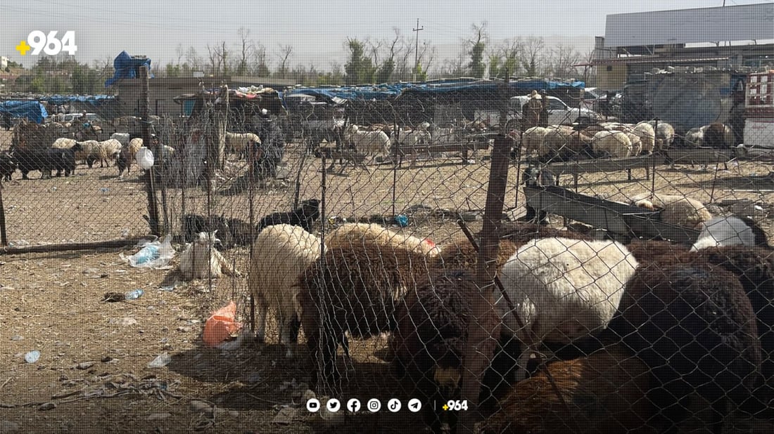 سلێمانی سێ شوێن بۆ ئاژەڵ فرۆشتن دەستنیشانکرا