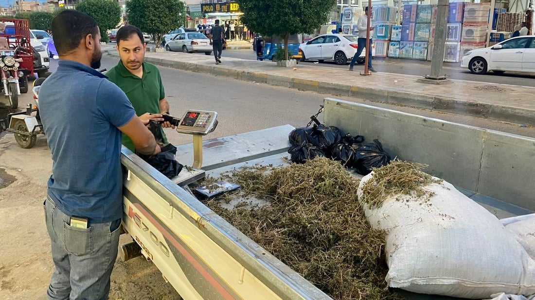 صور: بيع الزعتر العراقي في مدن الأنبار.. يفضّله أهل كبيسة وهيت