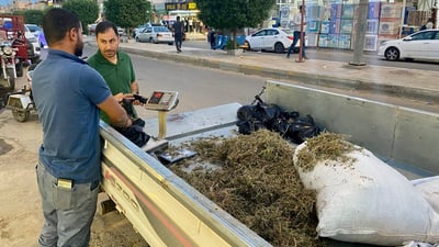 صور: بيع الزعتر العراقي في مدن الأنبار.. يفضّله أهل كبيسة وهيت