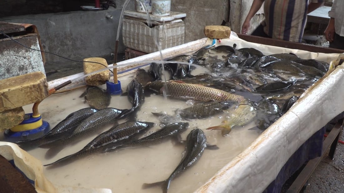 لا يدخل علوة الحلة ويباع بالاتفاق.. حرش البزل بـ 12 ألف دينار بسبب الجفاف (صور)