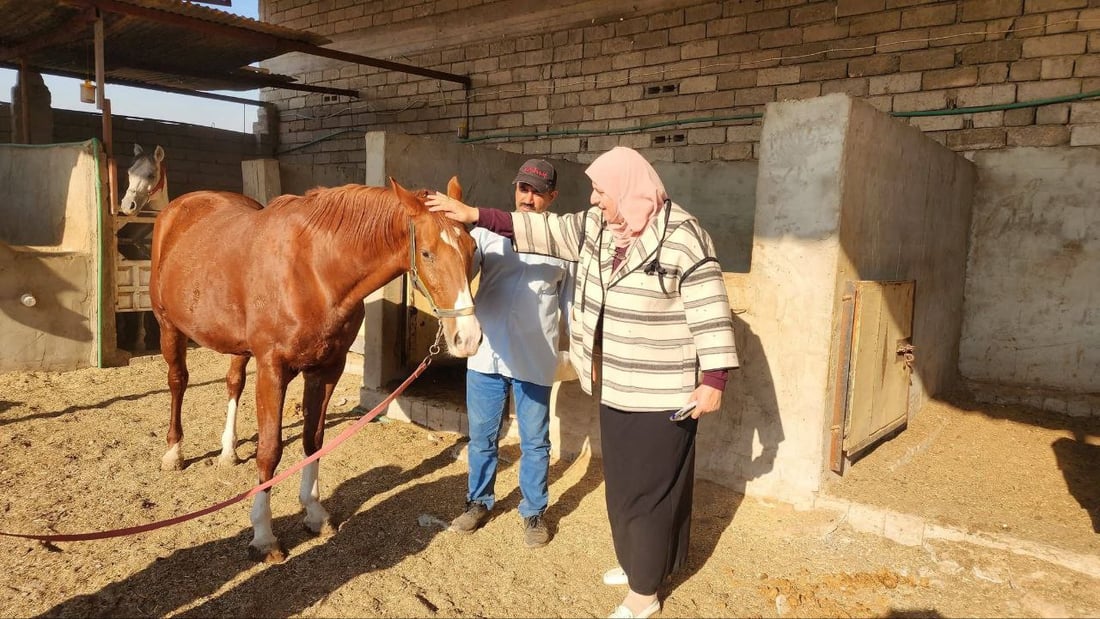 زراعة نينوى توثق خيول تلكيف.. هويات وقاعدة بيانات لرفع الحظر عن العراق (صور)