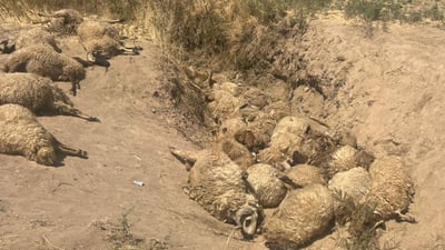 لە گوندێکی ناحیەی باعەدرێ نزیکەی 200 سەرەمەڕ و بزن مرداربوونەتەوە