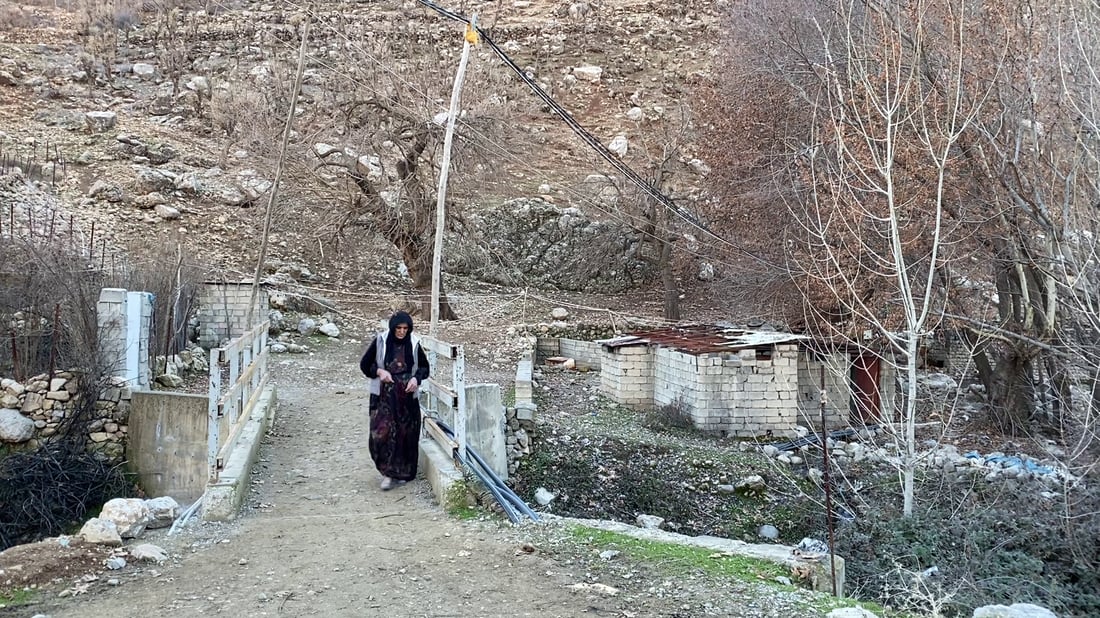 صور: شجرة “جنار” عملاقة في أربيل.. يقف بداخلها إنسان