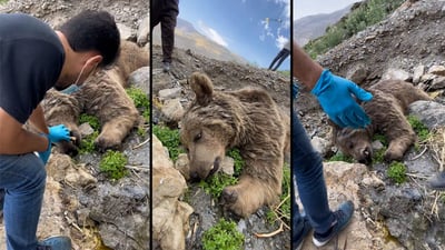 پڵنگانی بێ سنوور: بۆ پاراستنی گیانەوەران پێشمەرگەی سروشت دابمەزرێنن